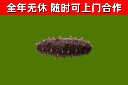 麻城回收海参干